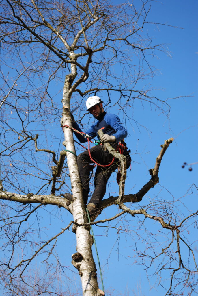 Arboriste-grimpeur encordé dans la couronne d’un bouleau