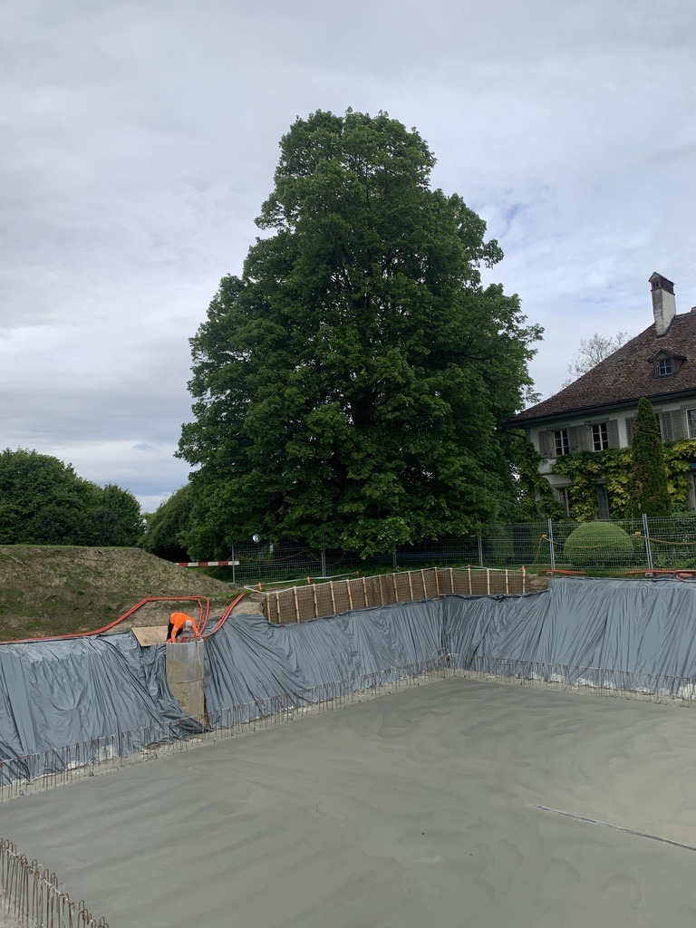 Rideau racinaire terminé devant un grand arbre