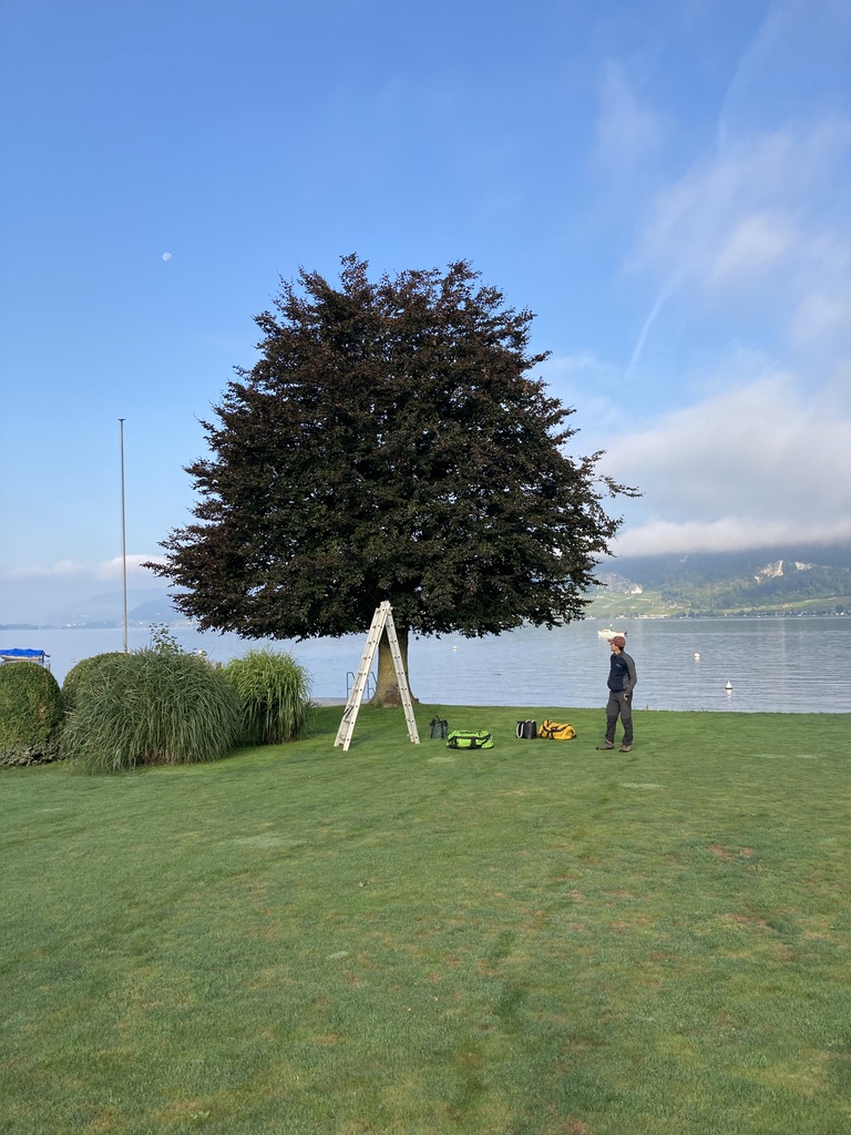 Hêtre pourpre au bord du lac avant la taille