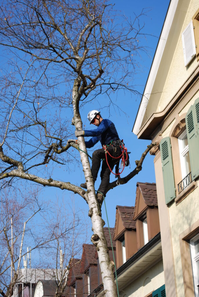 Arboriste grimpeur en intervention sur un arbre en milieu bâti