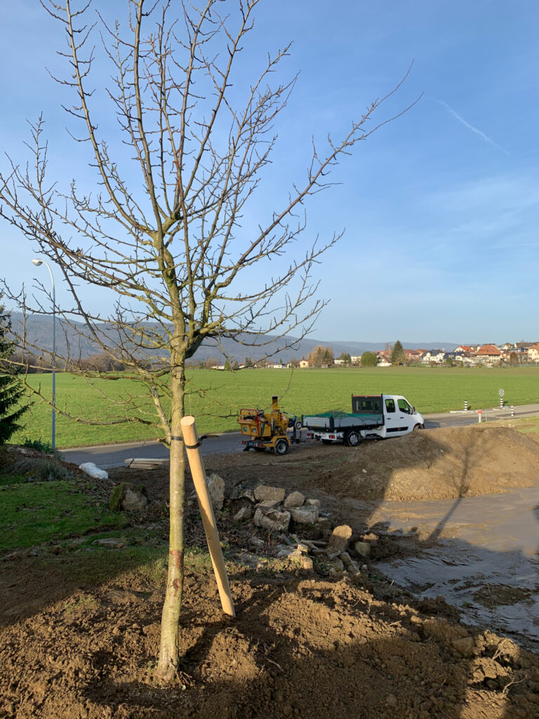 Jeune arbre fraîchement planté et tuteuré