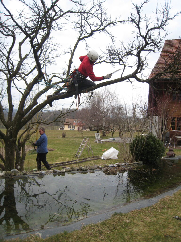 Taille d’un arbre dans un jardin privé